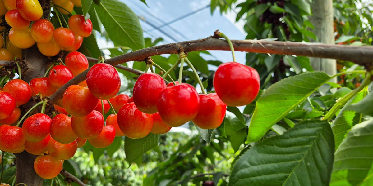 Ciliegia da sogno: Rivoira lancia in Italia Tip Top, bicolore e tra le più dolci al mondo